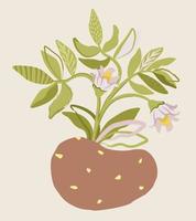 Decorative abstract isolated illustration of potato with leaves and flowers. vector