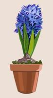 Vector isolated illustration of blue hyacinth.