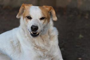 perro gruñendo y demostración dientes agresivamente foto