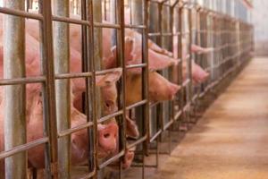 pig hatchery for pig meat consumption in the field photo