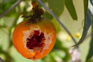 passion fruit eaten by birds photo