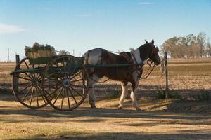 horse with sulky in the pampa argentina photo