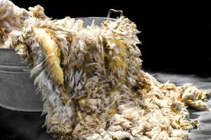 raw wool fleece just sheared before being spun photo