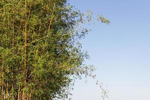 bambu caña en el bancos de el río en el ciudad de federación provincia de entre ríos argentina foto