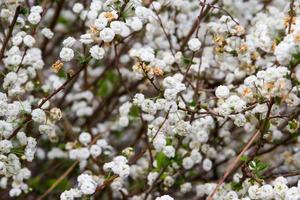 romántico aficionado de blanco flores en el primavera foto