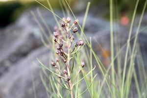 wild flowers that grow in the mountains photo