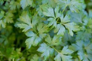 green leaves of fresh organic parsley from the garden photo