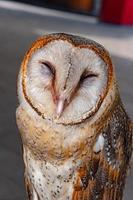 close-up barn owl bird photo