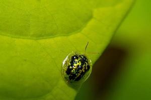 Cassida circumdata - green tortoise beetle Another colourful example of a tortoise beetle. photo