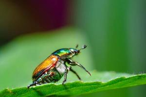 a close-up Japanese beetle bug leaving eggs on a green leaf photo