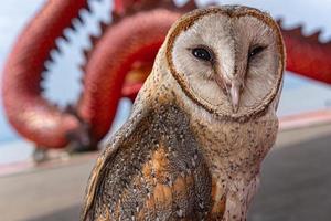 close-up barn owl bird photo