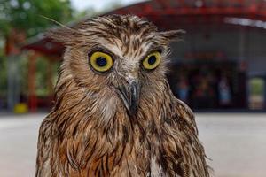 eagle owl face expression with big eyes photo