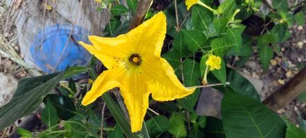 A yellow flower with a large flower called the buttercup photo