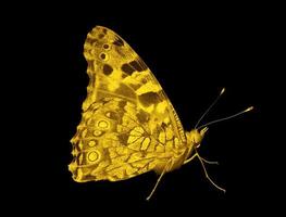 butterfly colored in golden color against black background photo