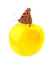 butterfly sitting on golden apple against white photo