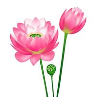 Realistic Detailed 3d Pink Lotus Flower Set. Vector
