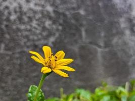 A close up of Sphagneticola trilobata flower photo