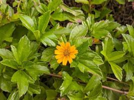 A close up of Sphagneticola trilobata flower photo