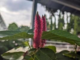 un cerca arriba de acalypha hípsida foto