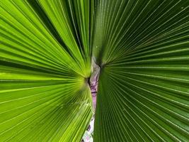 A close up of Livistona saribus leaves photo