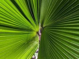 A close up of Livistona saribus leaves photo