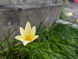 A close up of Zephyranthes candida flower photo