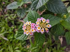 A close up of lantana camara photo