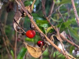 A close up of Adenanthera pavonina fruit photo