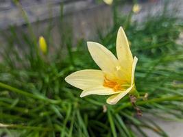 A close up of Zephyranthes candida flower photo