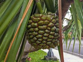 A close up of Pandanus utilis fruit photo