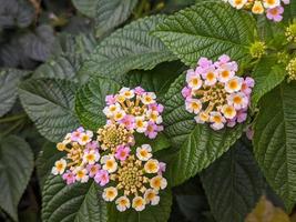 A close up of lantana camara photo