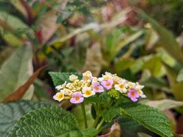 A close up of lantana camara photo