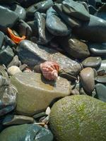 Beautiful sea shell on the sea shell among wet stone rocks photo