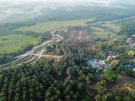 Aerial view green oil palm tree photo