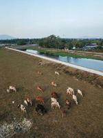 Vertical view cows grazing grass photo