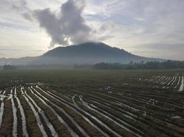 Aerial view paddy field after harvested photo