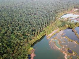 Oil palm plantation beside green lake Guar Petai photo