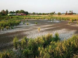 seco tierra a arrozal campo foto