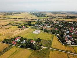 Drone view paddy field at Malays village photo