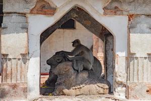 Monkeys in the Virupaksha Temple complex in Hampi, Karnataka, India photo