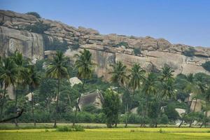 Mustard farm with coconut trees and boulders in the background in Hampi photo