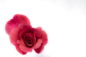 Beautiful red rose flower on a white background. photo
