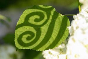 Natural background. Green leaf with a beautiful shadow from a geometric shape with curls. photo