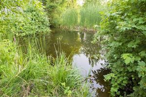 Summer green natural background. Small pond surrounded by greenery. photo