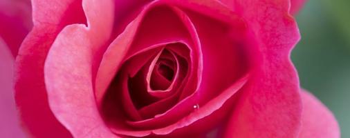 bandera hermosa rosado Rosa con pétalos de cerca. foto