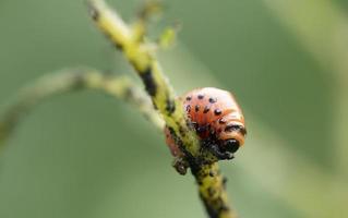 Colarada beetles eat growing potatoes. photo