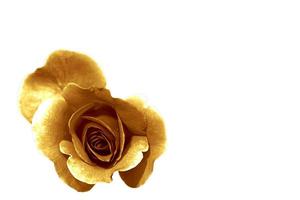 Gold rose on a white background. Romantic vintage flower. photo