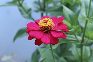 Red zinnia flower with green leaves in a garden against the pond photo