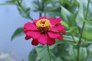 Red zinnia flower with green leaves in a garden against the pond photo