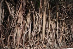 artístico bayan raíces o ficus raíces foto